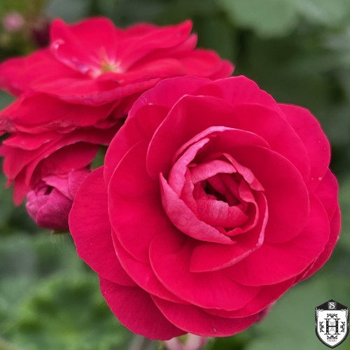 Pelargonium 'Viva Rosita' - Pelargoon 'Viva Rosita' P9/0,55L